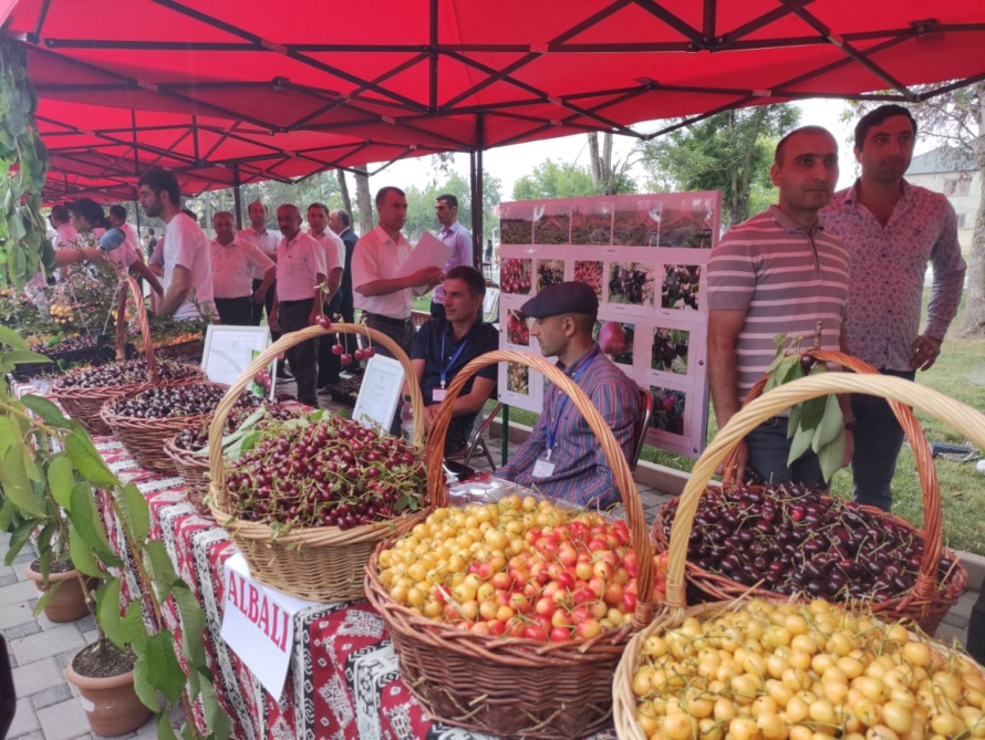 Xaçmazda “Albalı və gilas” festivalı keçirilir