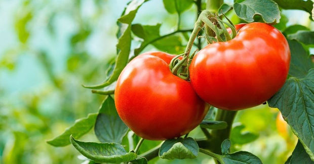 Rusiyaya  pomidoru ən çox Azərbaycan satıb-BU ÖLKƏLƏR ARASINDA