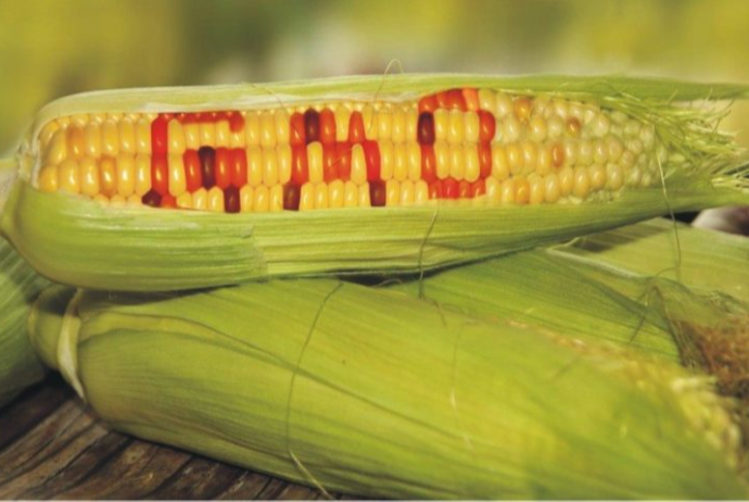 GMO yem məhsullarının siyahısı hazırlanacaq