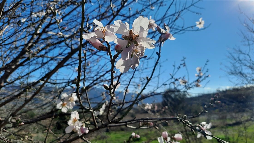 Meşə yanğınlarında zərər görən badam ağacları ÇİÇƏK AÇDI-FOTO